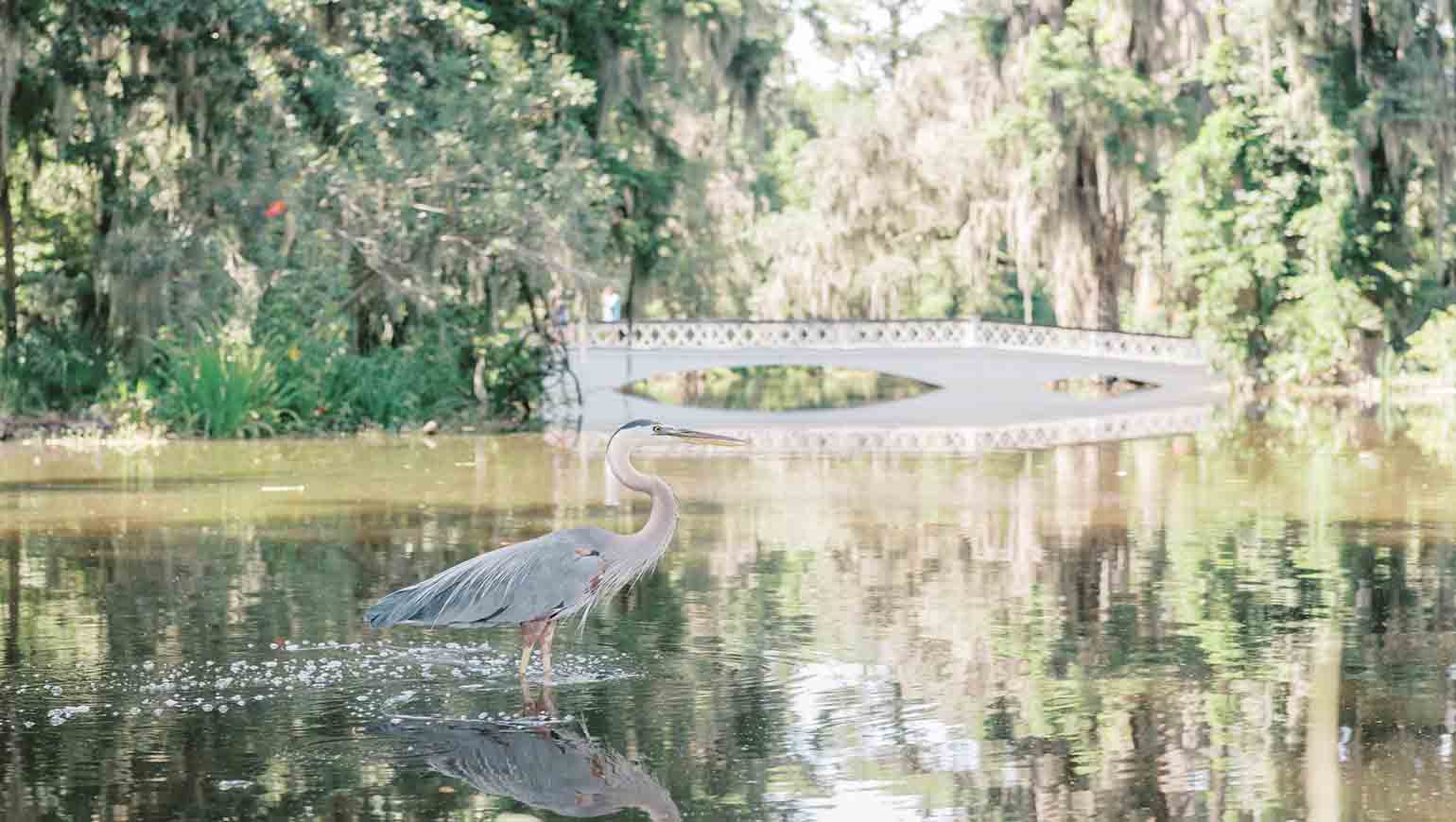 Exploring Charleston’s Beautiful Parks and Gardens